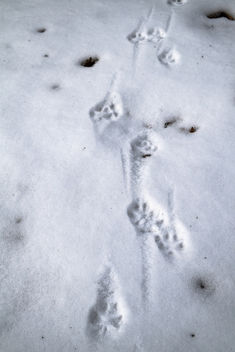 Raccoon? - image gratuit #295879